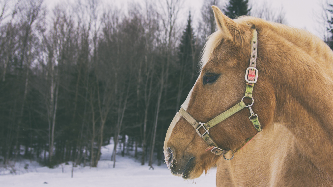 Brown Horse on Snow Covered Ground During Daytime. Wallpaper in 1366x768 Resolution