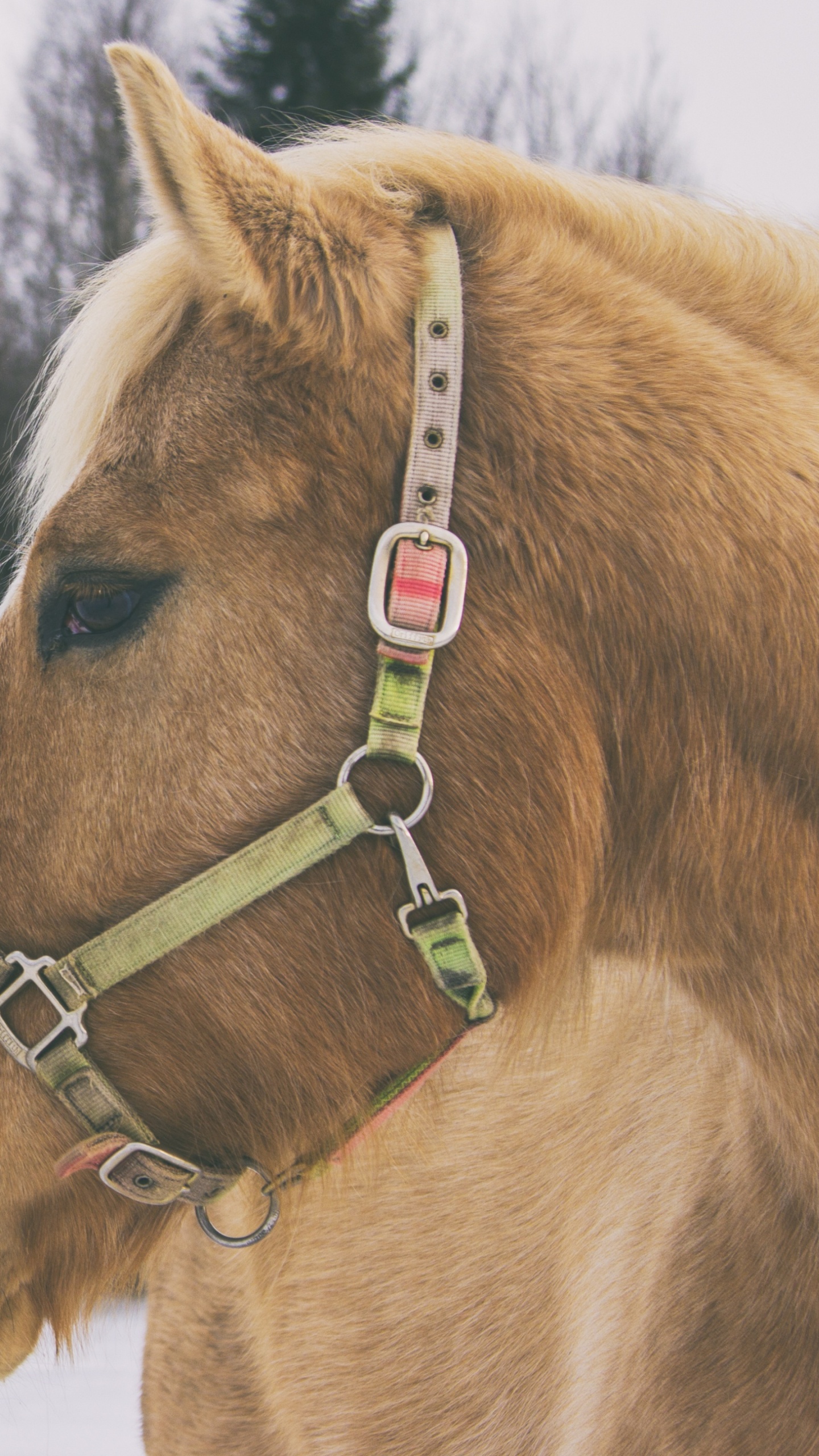 Brown Horse on Snow Covered Ground During Daytime. Wallpaper in 1440x2560 Resolution