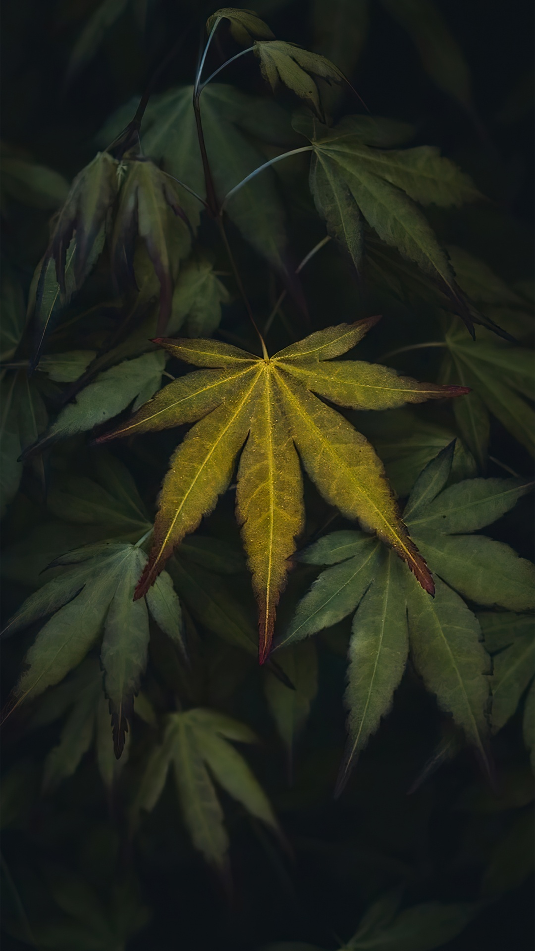 Blatt, Biologie, Terrestrische Pflanzen, Baum, Laub. Wallpaper in 1080x1920 Resolution