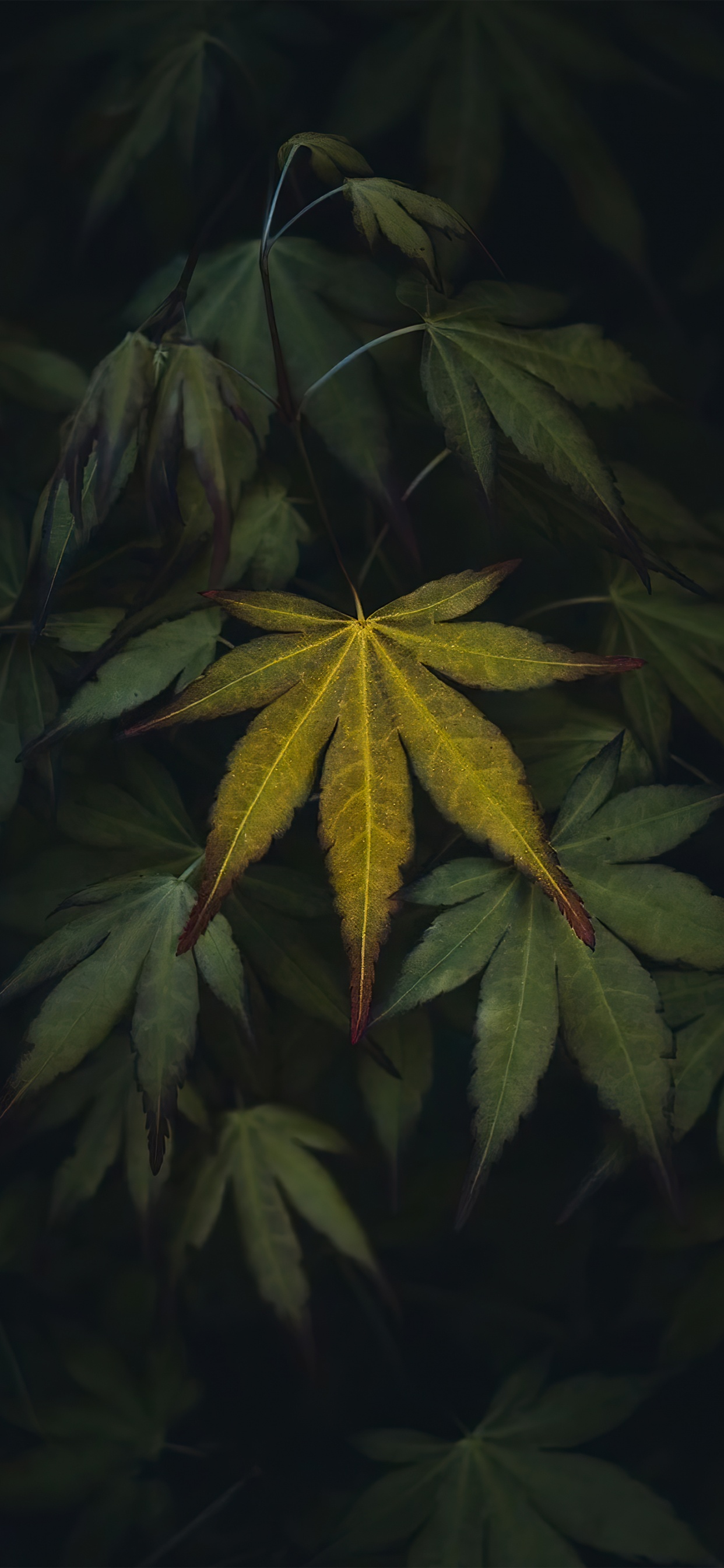 Blatt, Biologie, Terrestrische Pflanzen, Baum, Laub. Wallpaper in 1242x2688 Resolution