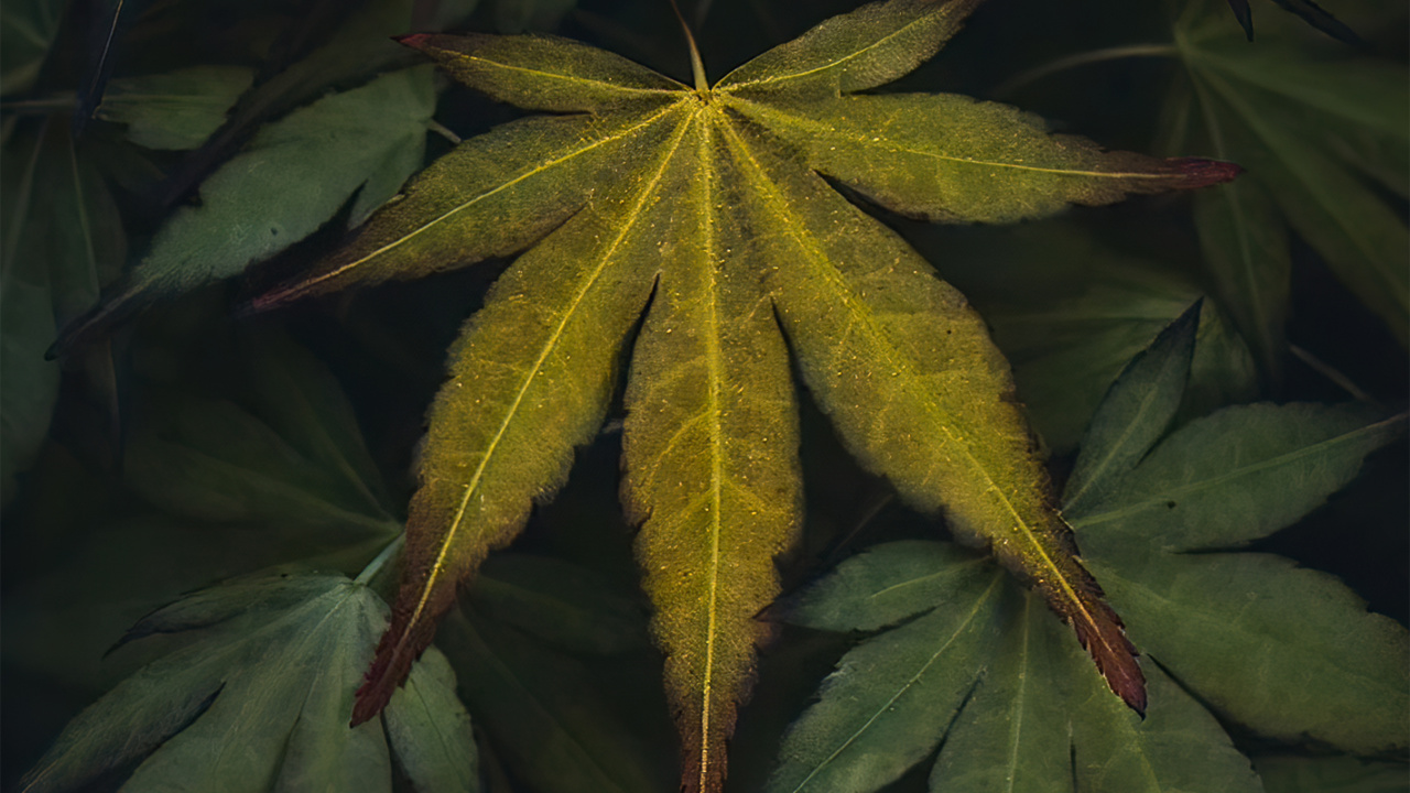 Leaf, Plant, Biology, Flower, Terrestrial Plant. Wallpaper in 1280x720 Resolution