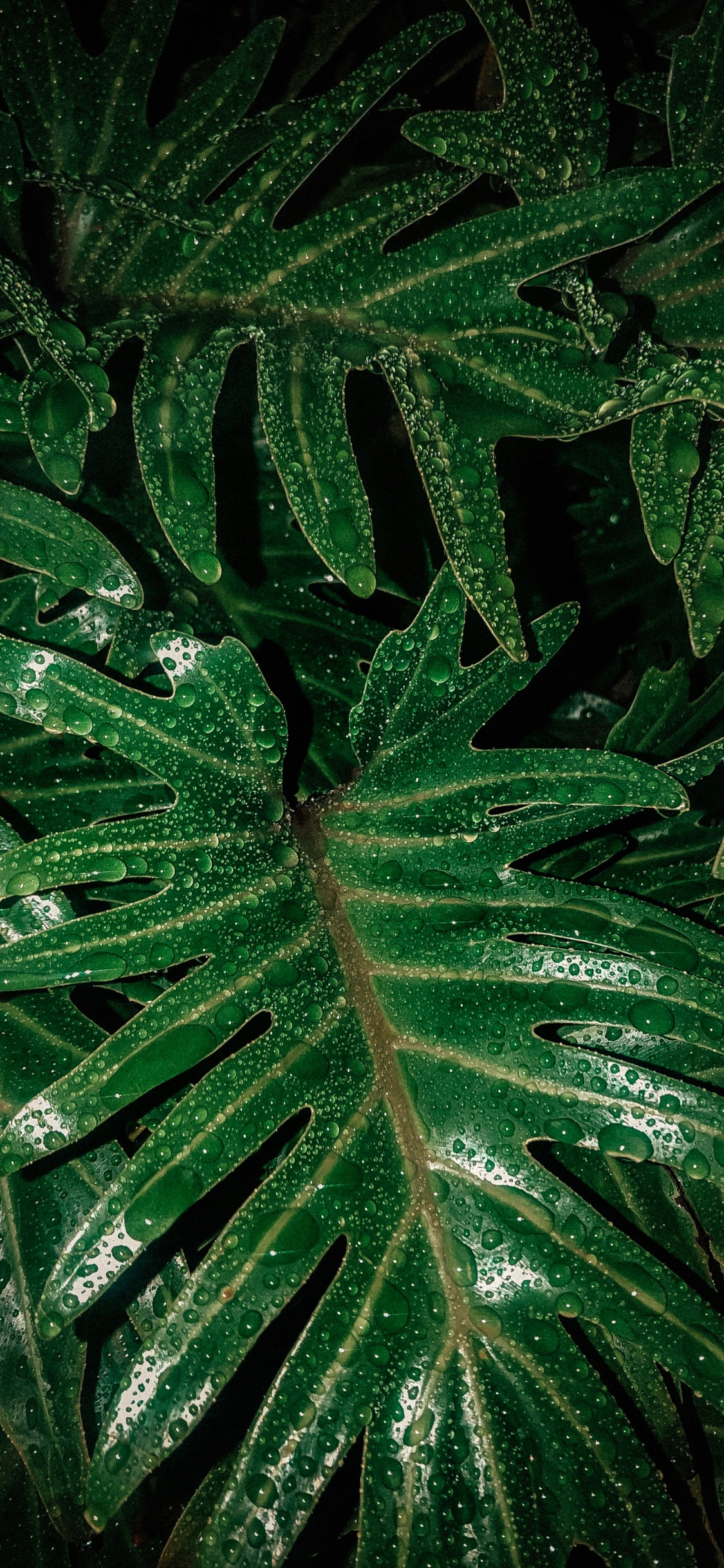 Feuille, Plante Terrestre, Green, Botanique, la Floraison de la Plante. Wallpaper in 1125x2436 Resolution