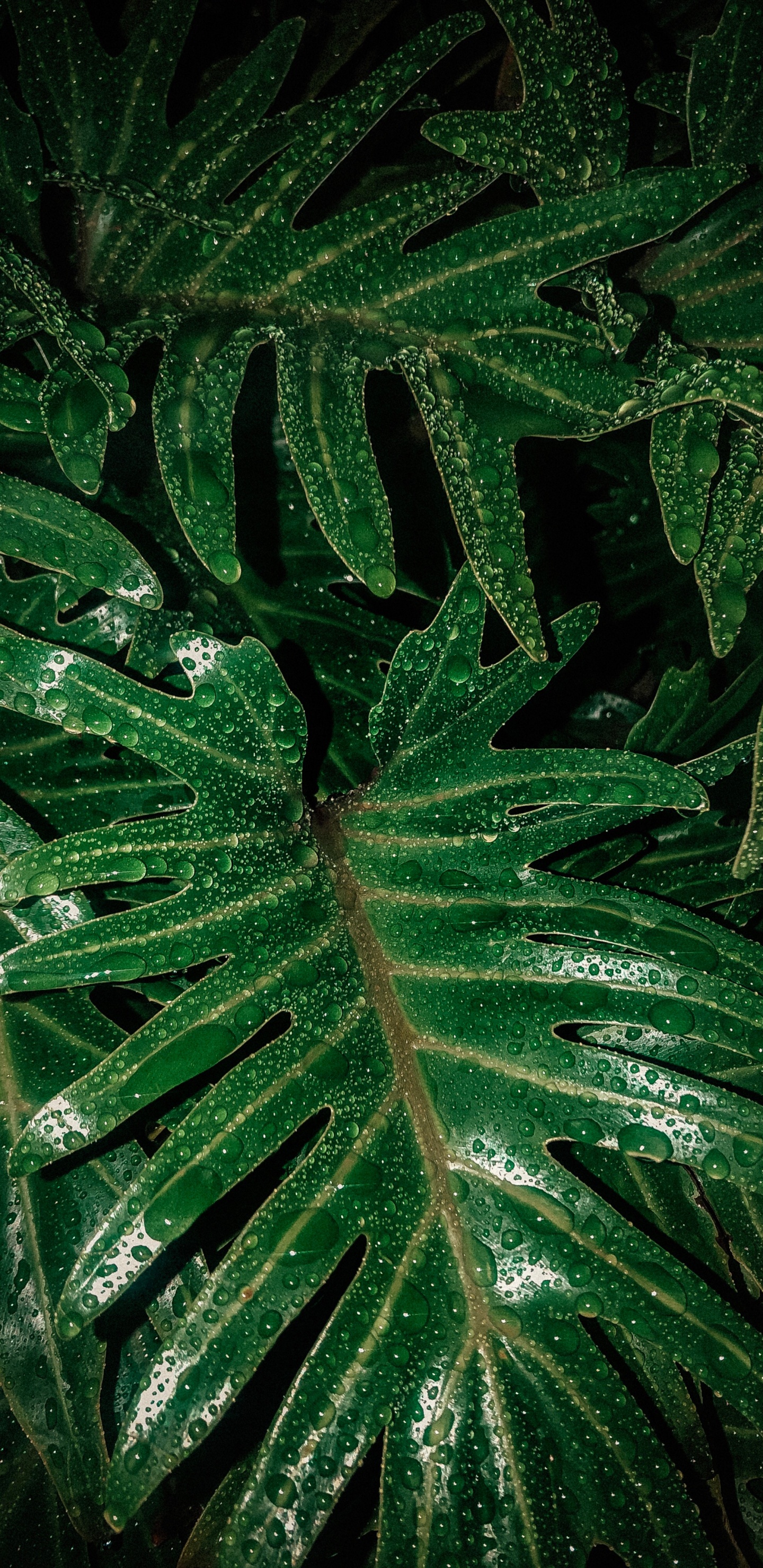 Feuille, Plante Terrestre, Green, Botanique, la Floraison de la Plante. Wallpaper in 1440x2960 Resolution