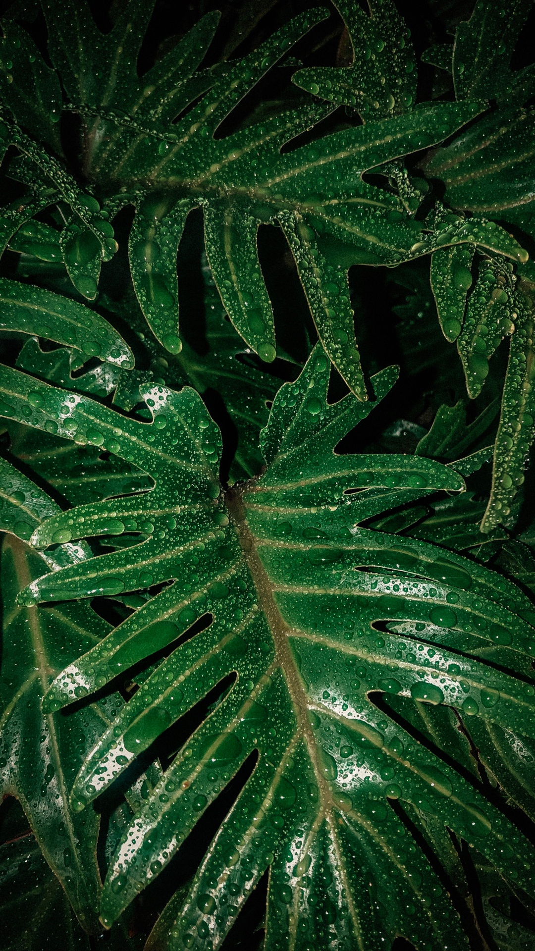 Planta Terrestre, Verde, la Botánica, la Floración de la Planta, la Patología de Las Plantas. Wallpaper in 1080x1920 Resolution