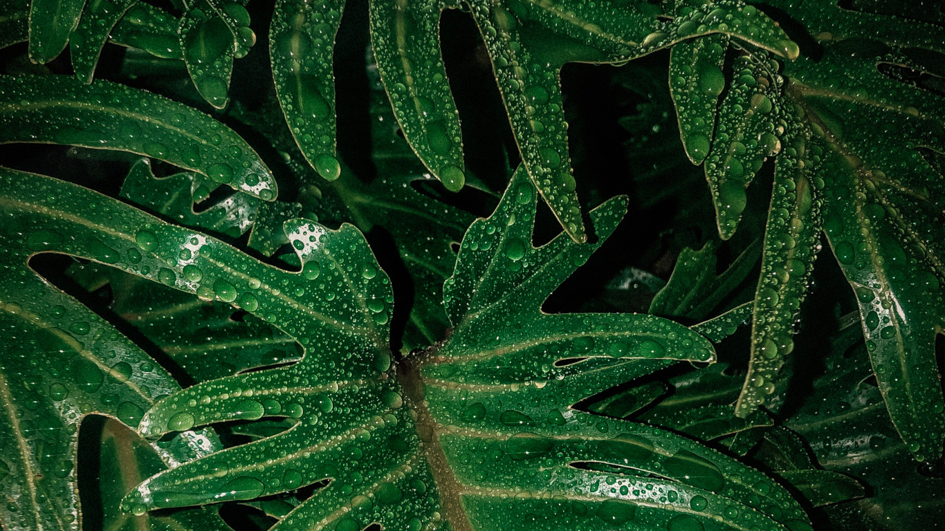 Leaf, Terrestrial Plant, Green, Plant, Flower. Wallpaper in 1366x768 Resolution