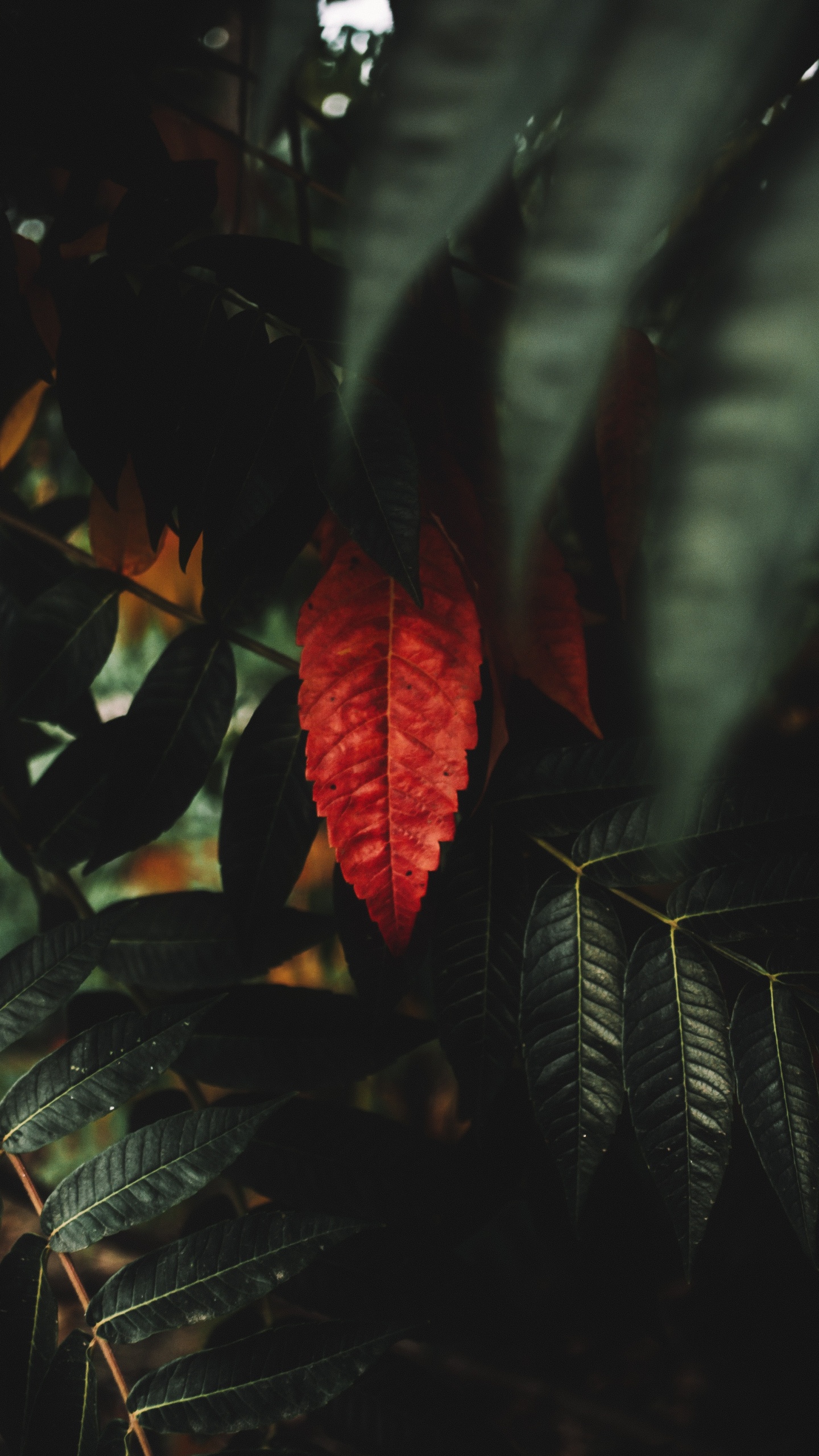 Fleur Rouge Dans L'objectif à Basculement. Wallpaper in 1440x2560 Resolution