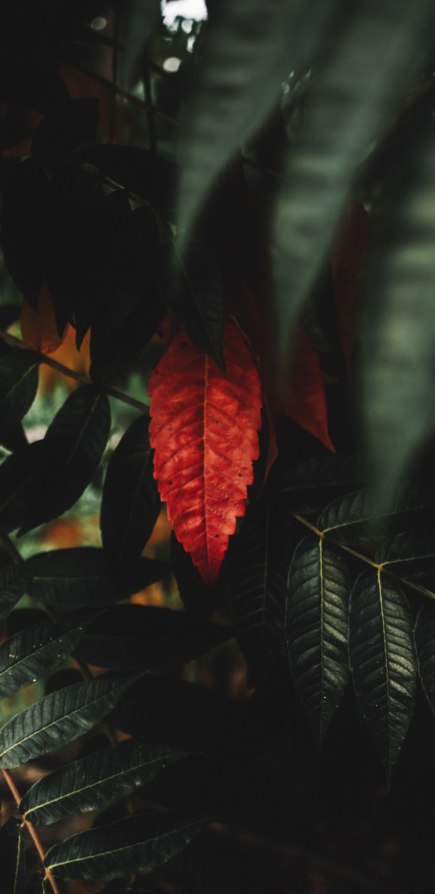 Flor Roja en Lente de Cambio de Inclinación. Wallpaper in 1440x2960 Resolution