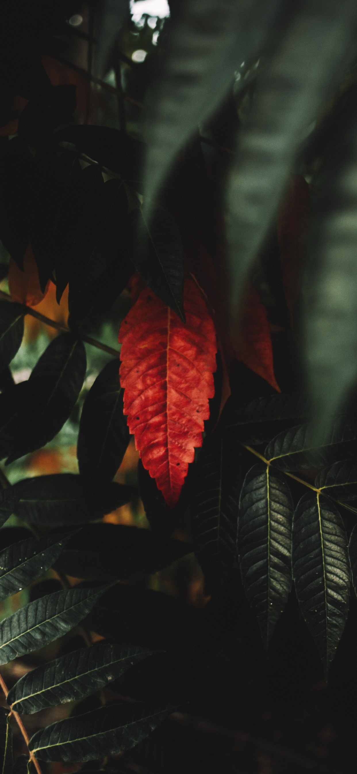 Red Flower in Tilt Shift Lens. Wallpaper in 1242x2688 Resolution