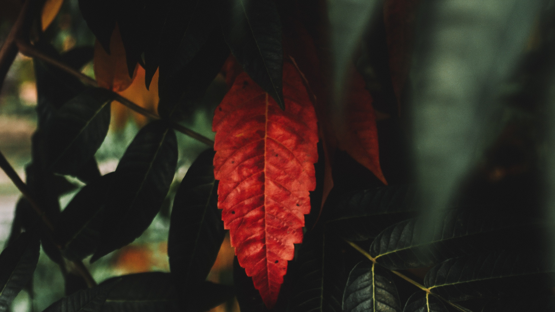 Rote Blume in Tilt-Shift-Linse. Wallpaper in 1920x1080 Resolution