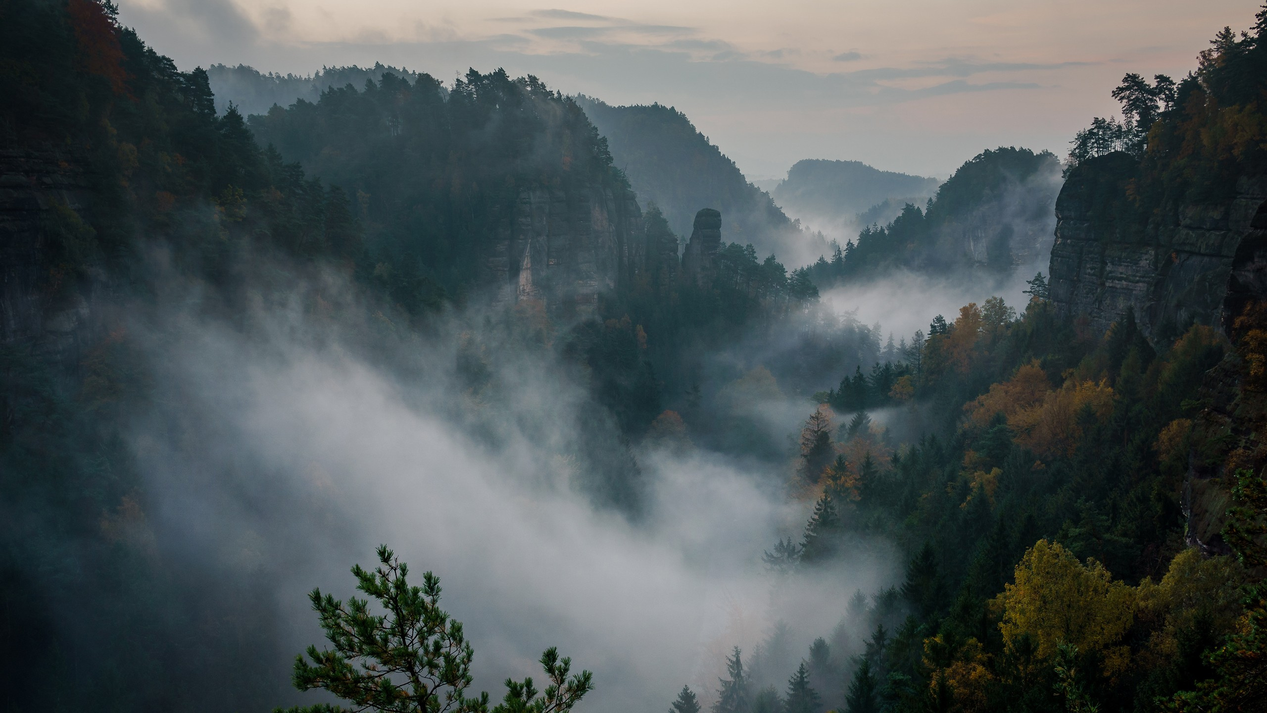 Green Trees on Foggy Forest. Wallpaper in 2560x1440 Resolution