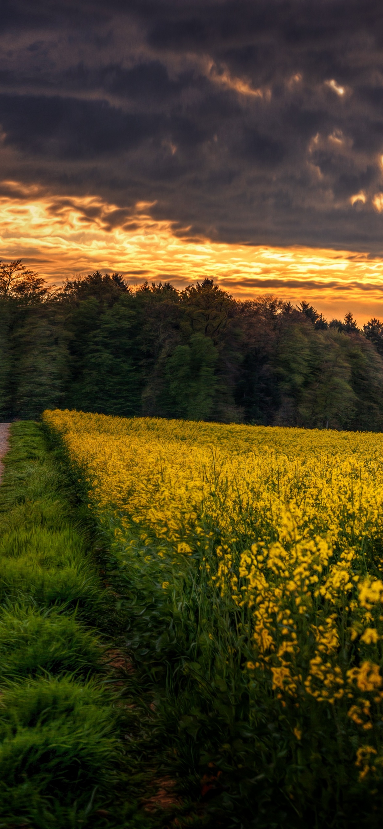 Champ de Fleurs Jaunes Sous Ciel Nuageux Pendant la Journée. Wallpaper in 1242x2688 Resolution