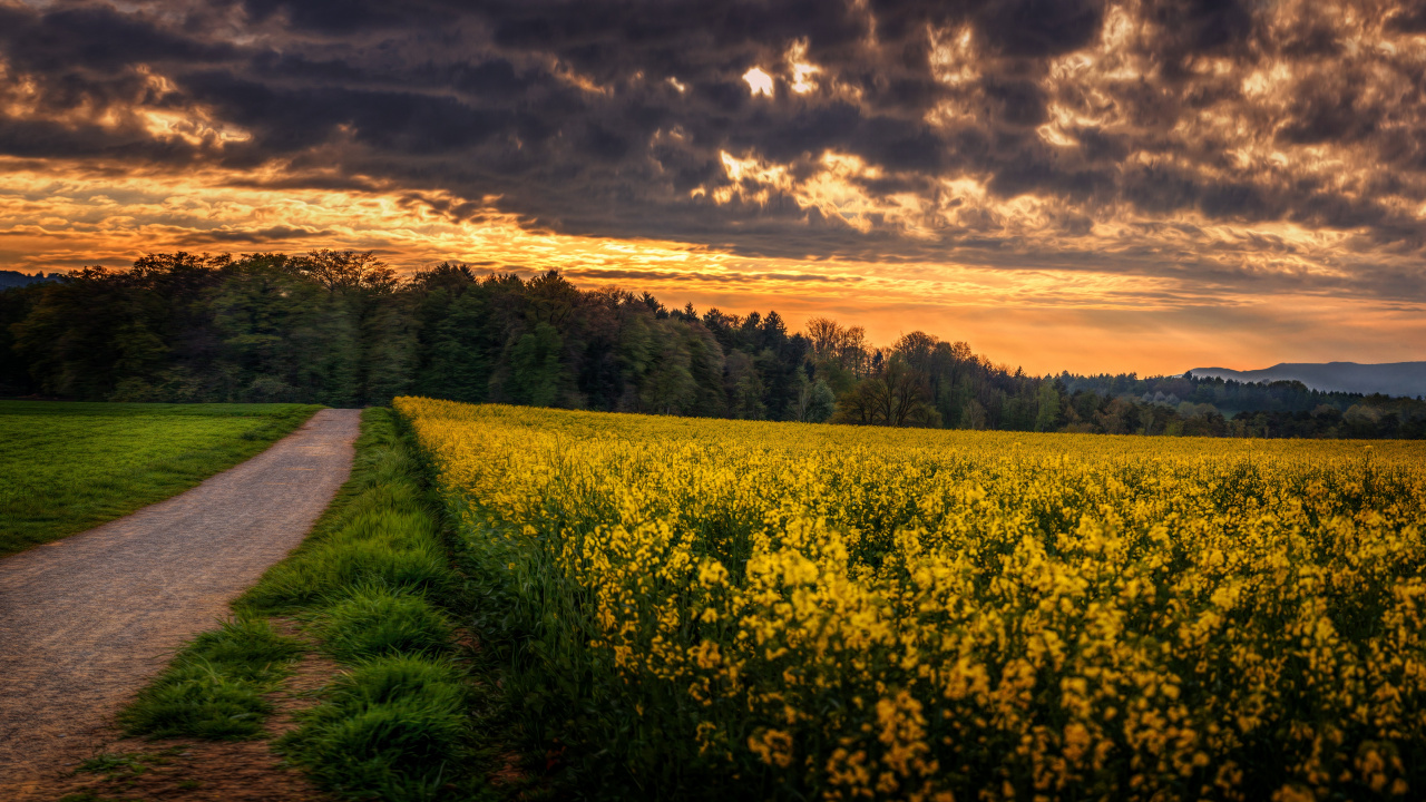 Champ de Fleurs Jaunes Sous Ciel Nuageux Pendant la Journée. Wallpaper in 1280x720 Resolution