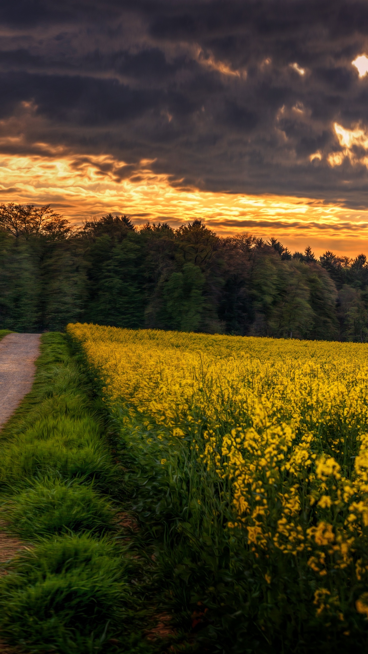 Champ de Fleurs Jaunes Sous Ciel Nuageux Pendant la Journée. Wallpaper in 1440x2560 Resolution