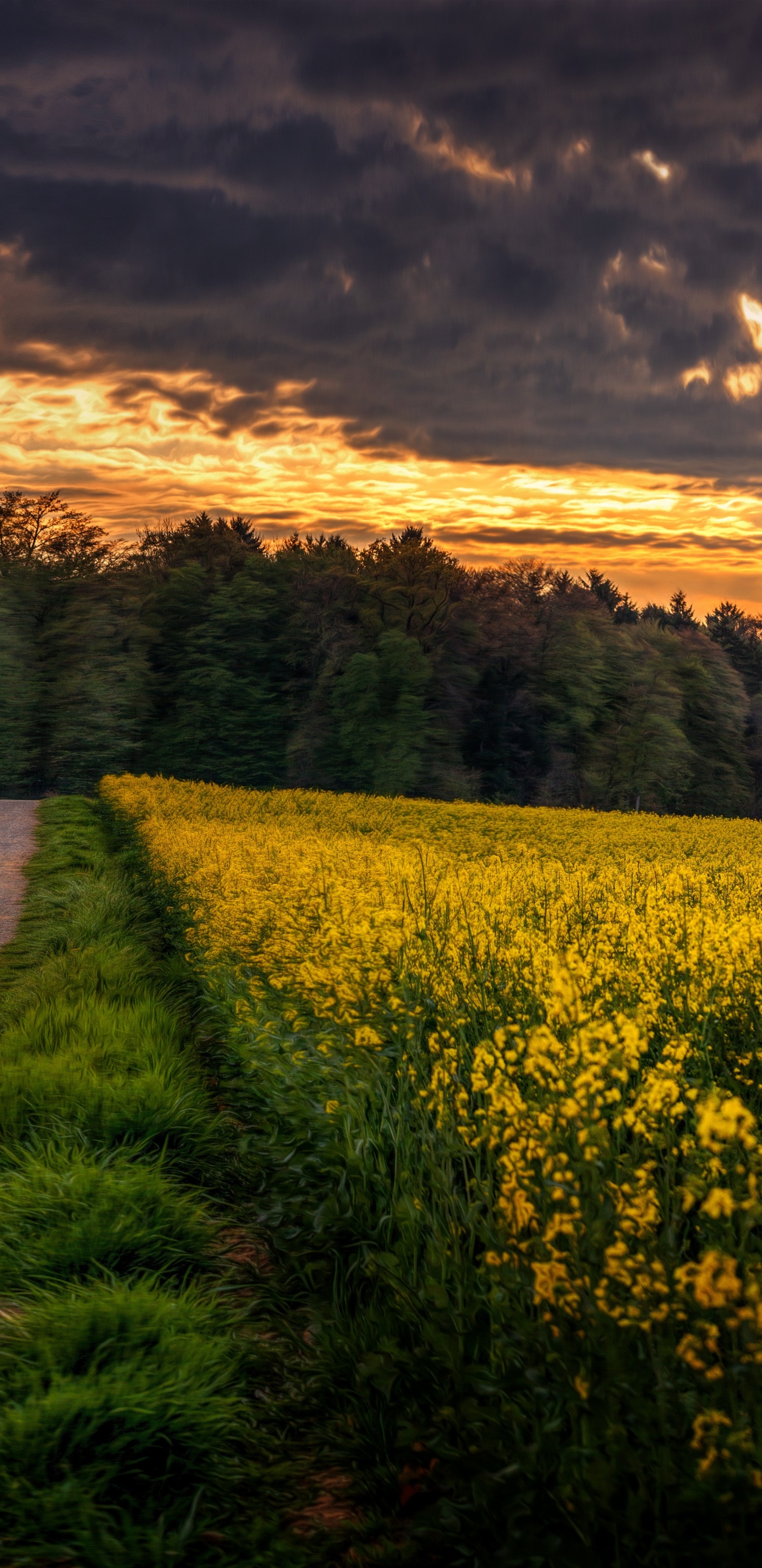 Champ de Fleurs Jaunes Sous Ciel Nuageux Pendant la Journée. Wallpaper in 1440x2960 Resolution