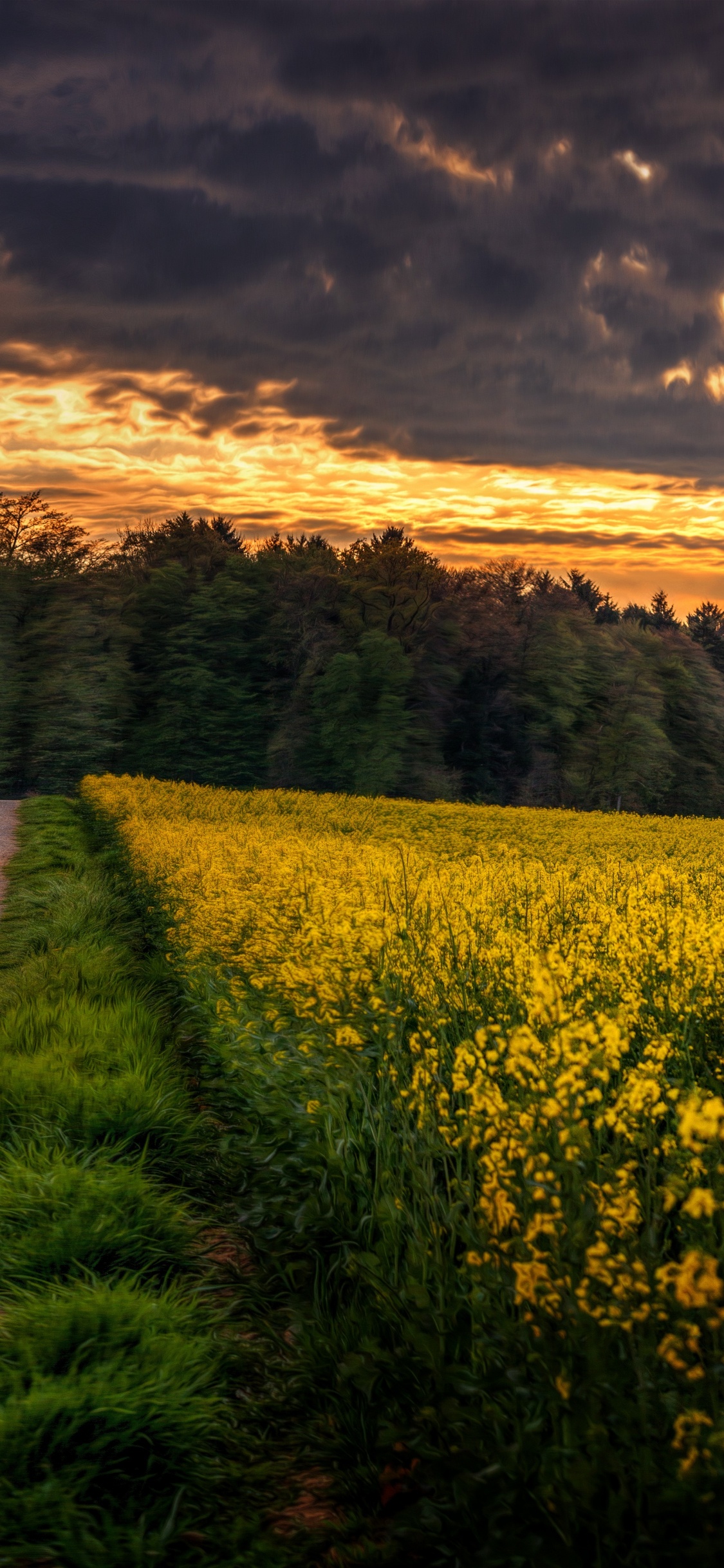 Campo de Flores Amarillas Bajo el Cielo Nublado Durante el Día. Wallpaper in 1125x2436 Resolution