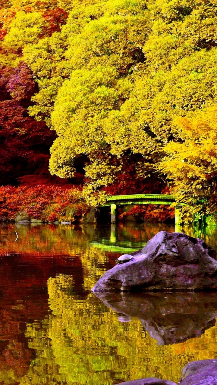 Green and Brown Trees Beside River During Daytime. Wallpaper in 720x1280 Resolution