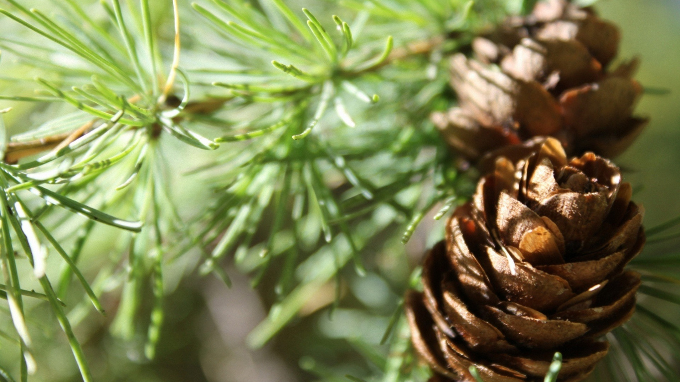 Brown Pine Cone in Close up Photography. Wallpaper in 1366x768 Resolution