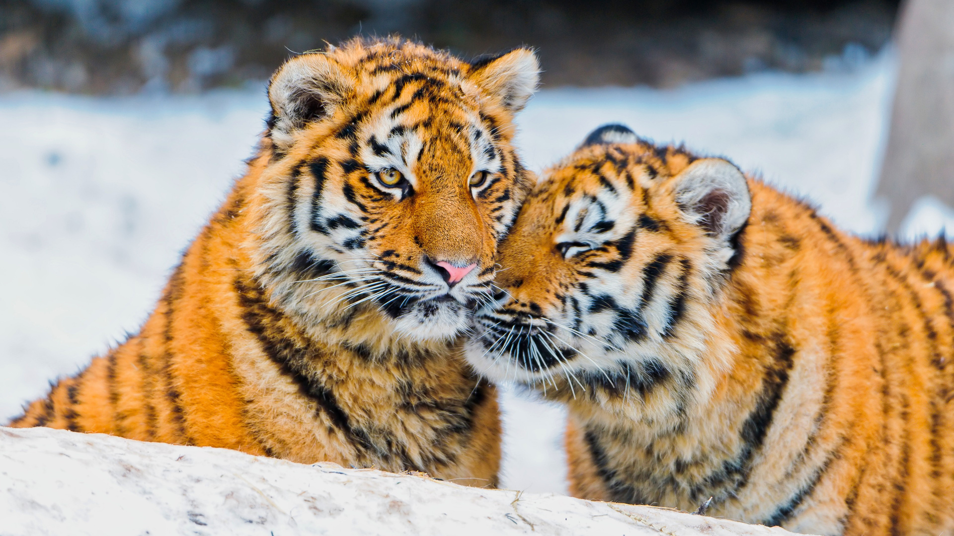 Tiger, White Tiger, Poster, Haar, Kopf. Wallpaper in 1920x1080 Resolution