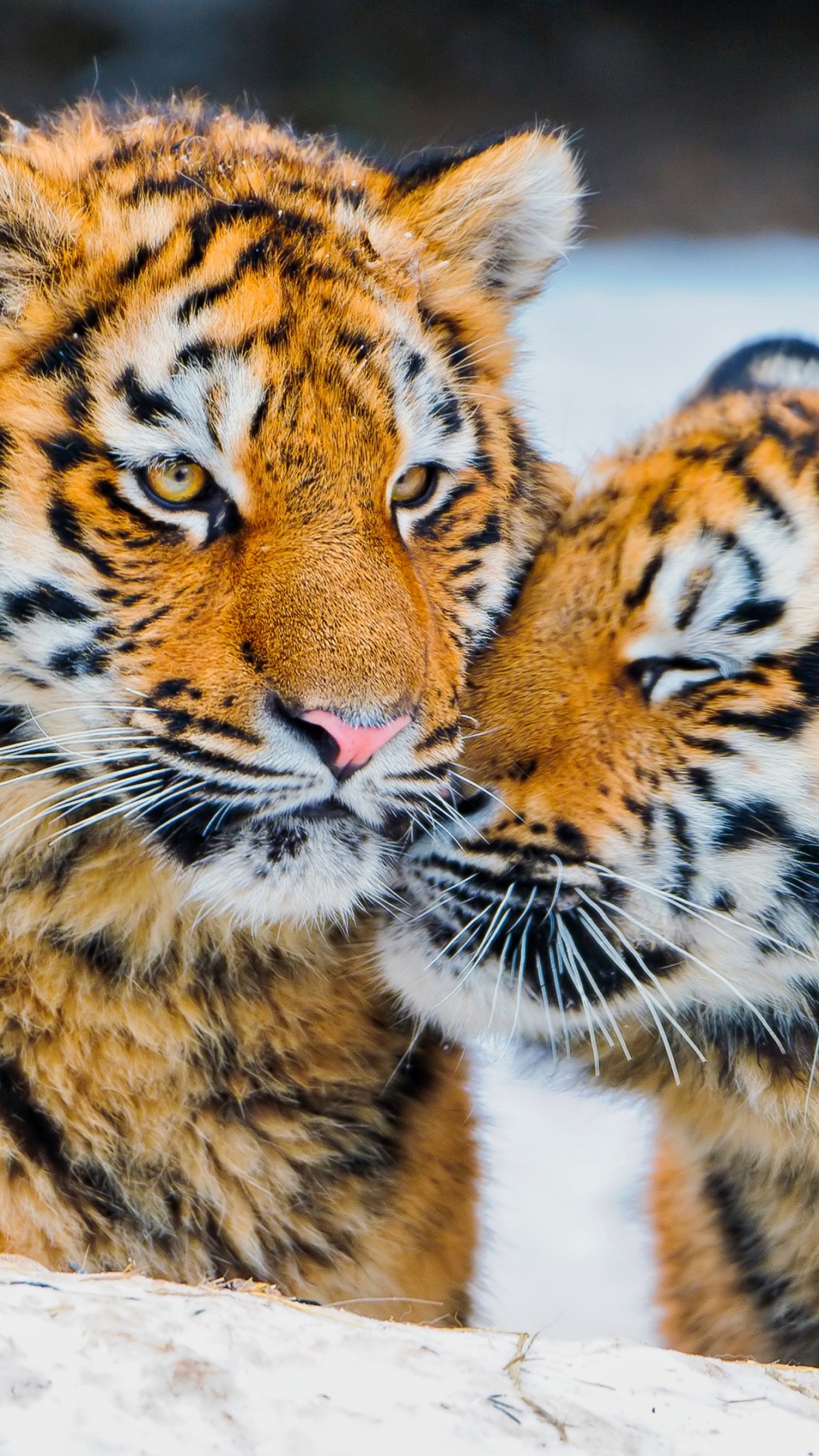 Tigre, Tigre Blanc, Affiche, Cheveu, Tête. Wallpaper in 1080x1920 Resolution