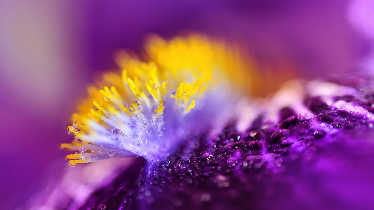 Purple and Yellow Flower in Macro Photography. Wallpaper in 1280x720 Resolution