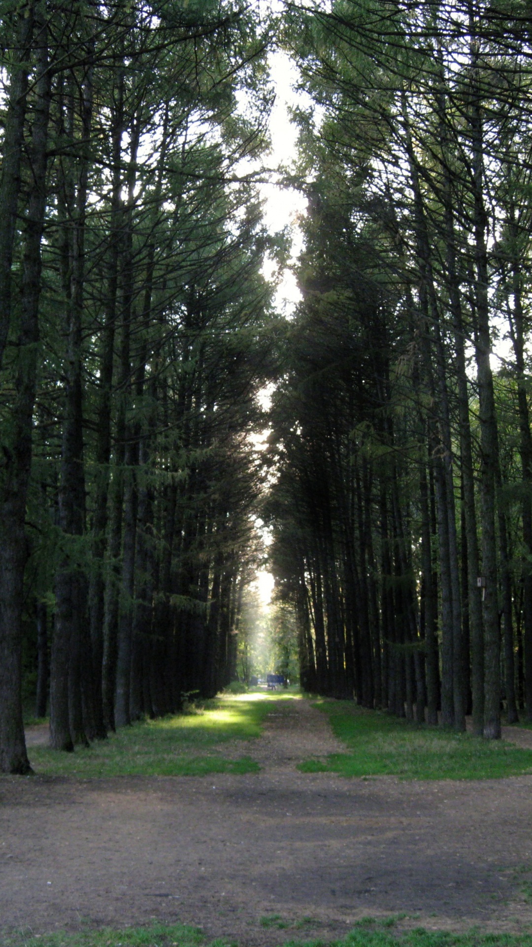 Tagsüber Grüne Bäume Auf Grüner Wiese Field. Wallpaper in 1080x1920 Resolution