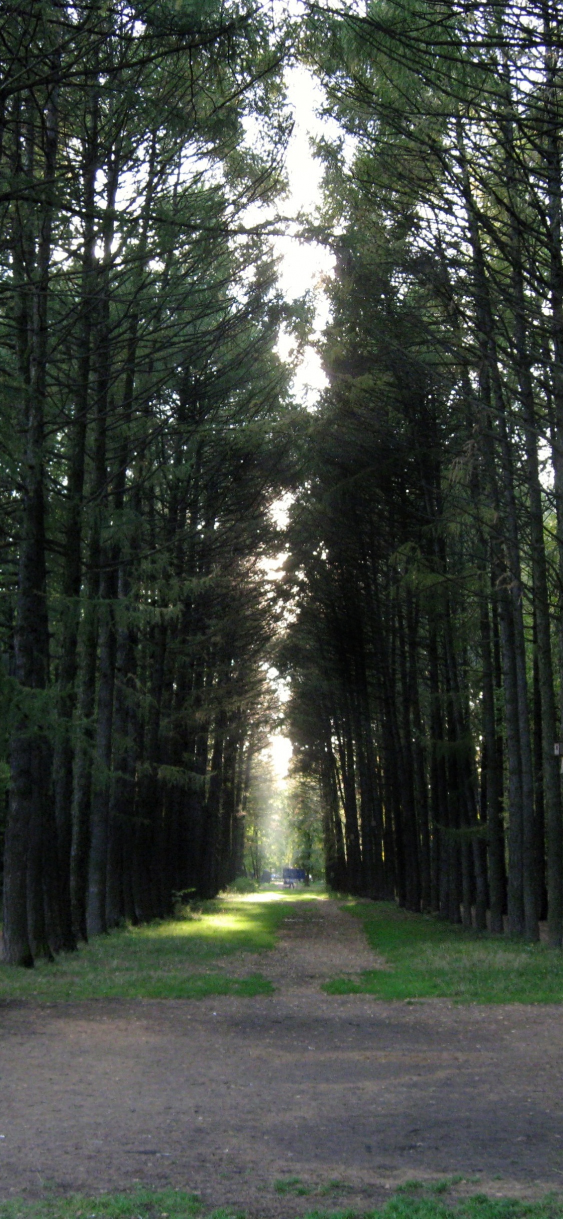 Tagsüber Grüne Bäume Auf Grüner Wiese Field. Wallpaper in 1125x2436 Resolution