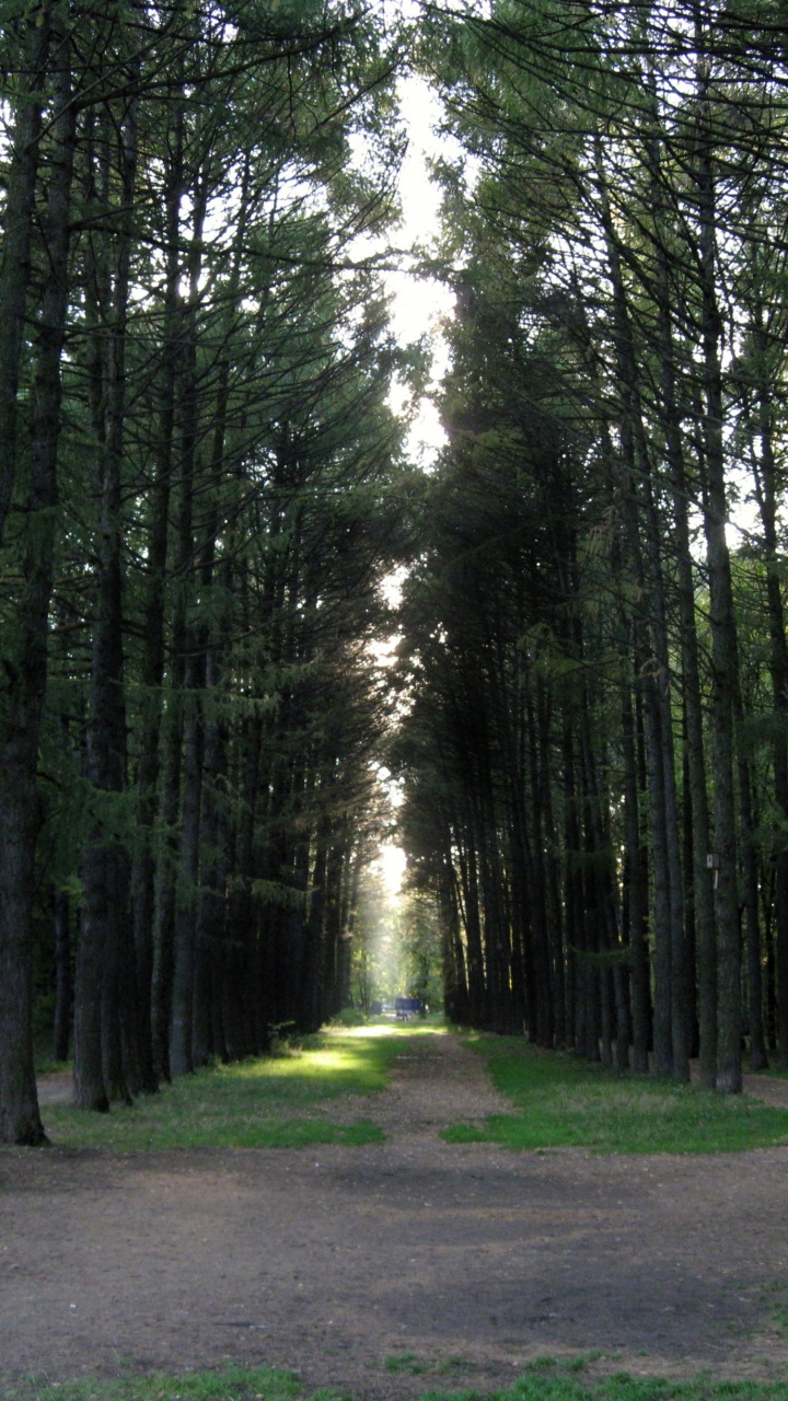 针叶树, 森林, 林地, 性质, Grove 壁纸 720x1280 允许