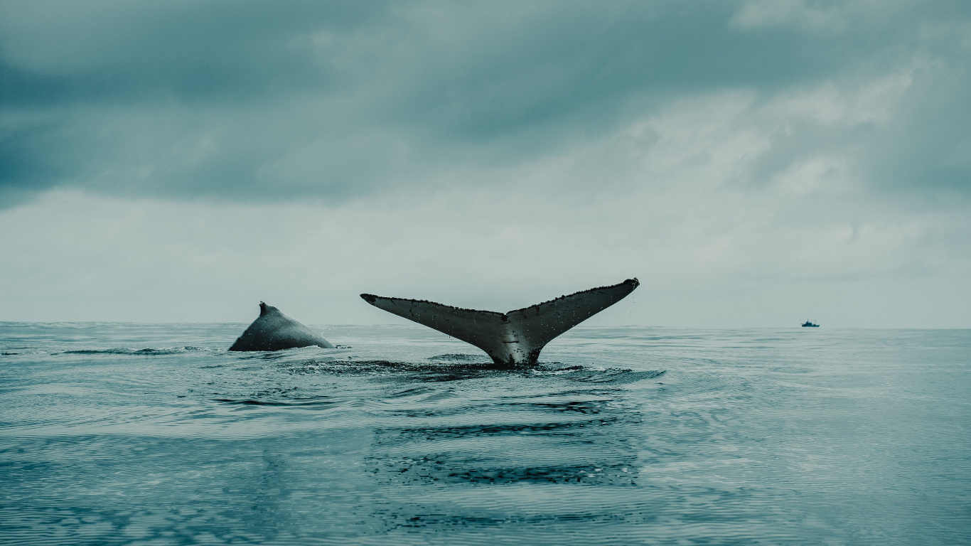 Agua, Aleta, Líquido, Biología Marina, Ballena. Wallpaper in 1366x768 Resolution