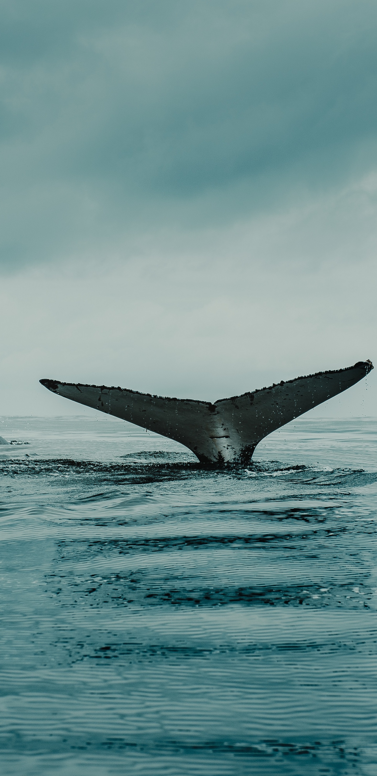 Wasser, Cloud, Flosse, Flüssigkeit, Marine Biologie. Wallpaper in 1440x2960 Resolution