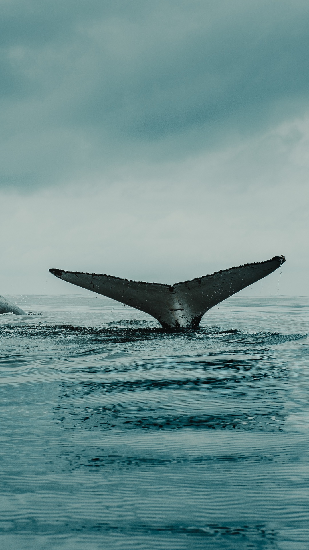 Whale Pictures - Whale Wallpapers - National Geographic