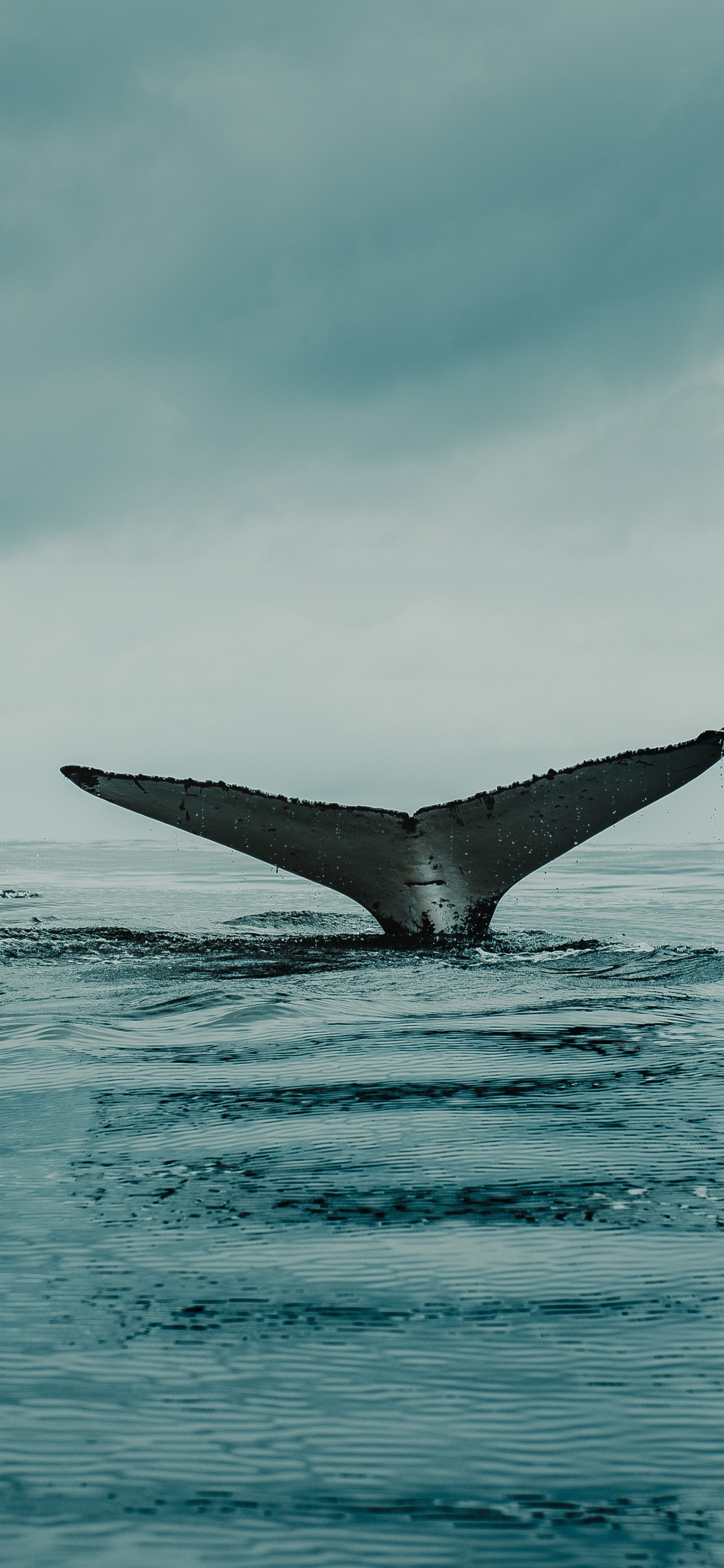 Water, Cloud, Liquid, Fin, Fluid. Wallpaper in 1242x2688 Resolution