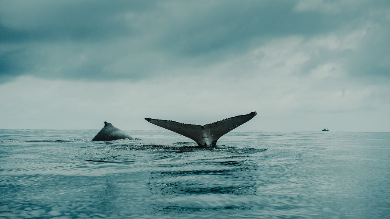 Water, Cloud, Liquid, Fin, Fluid. Wallpaper in 1280x720 Resolution