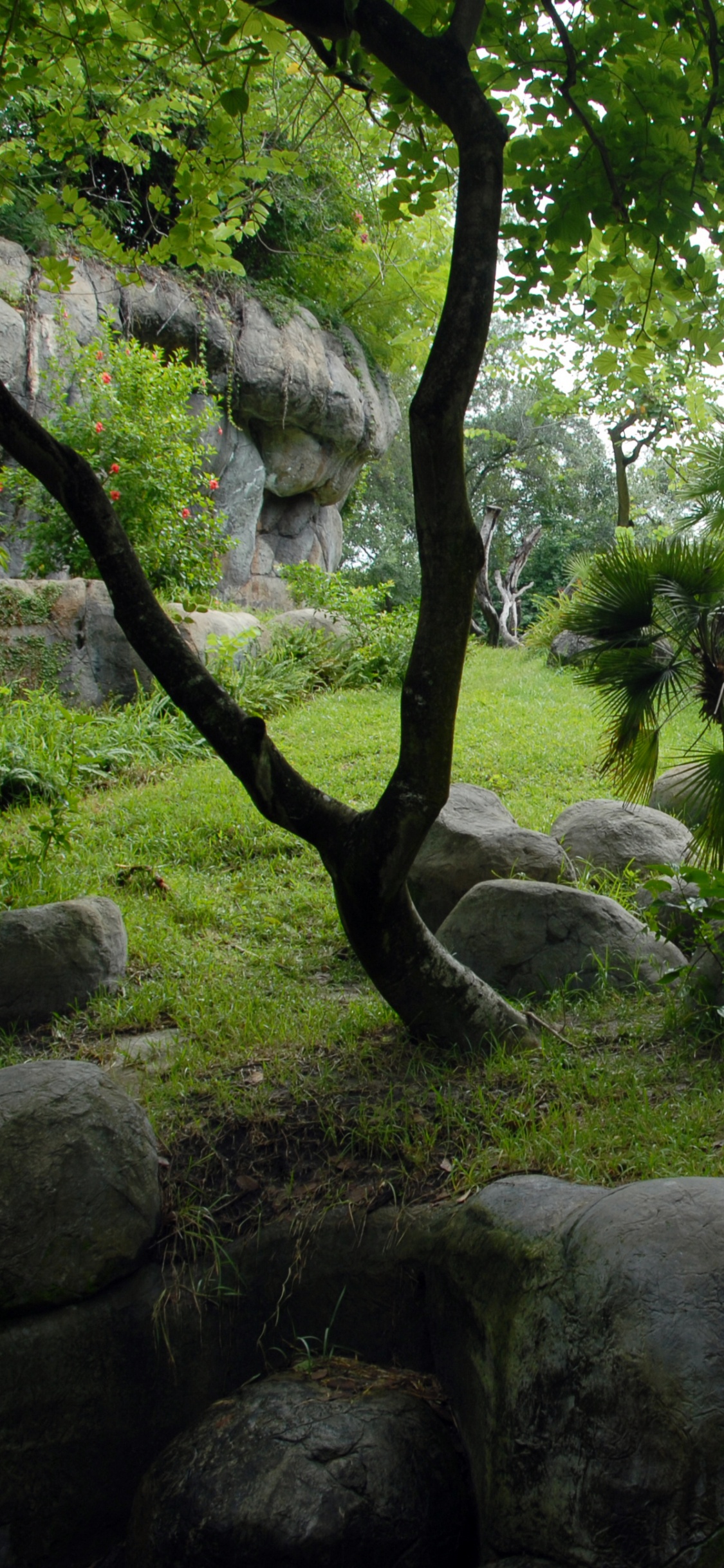 Árbol Verde Sobre la Formación de Roca Gris Durante el Día. Wallpaper in 1125x2436 Resolution