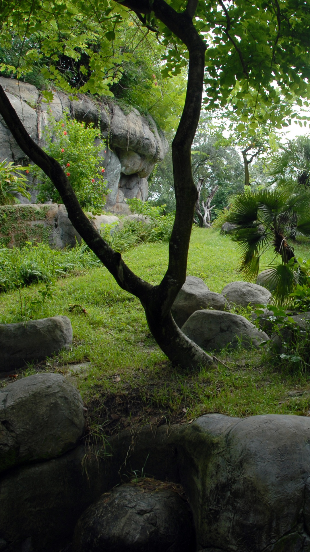 Green Tree on Gray Rock Formation During Daytime. Wallpaper in 1080x1920 Resolution