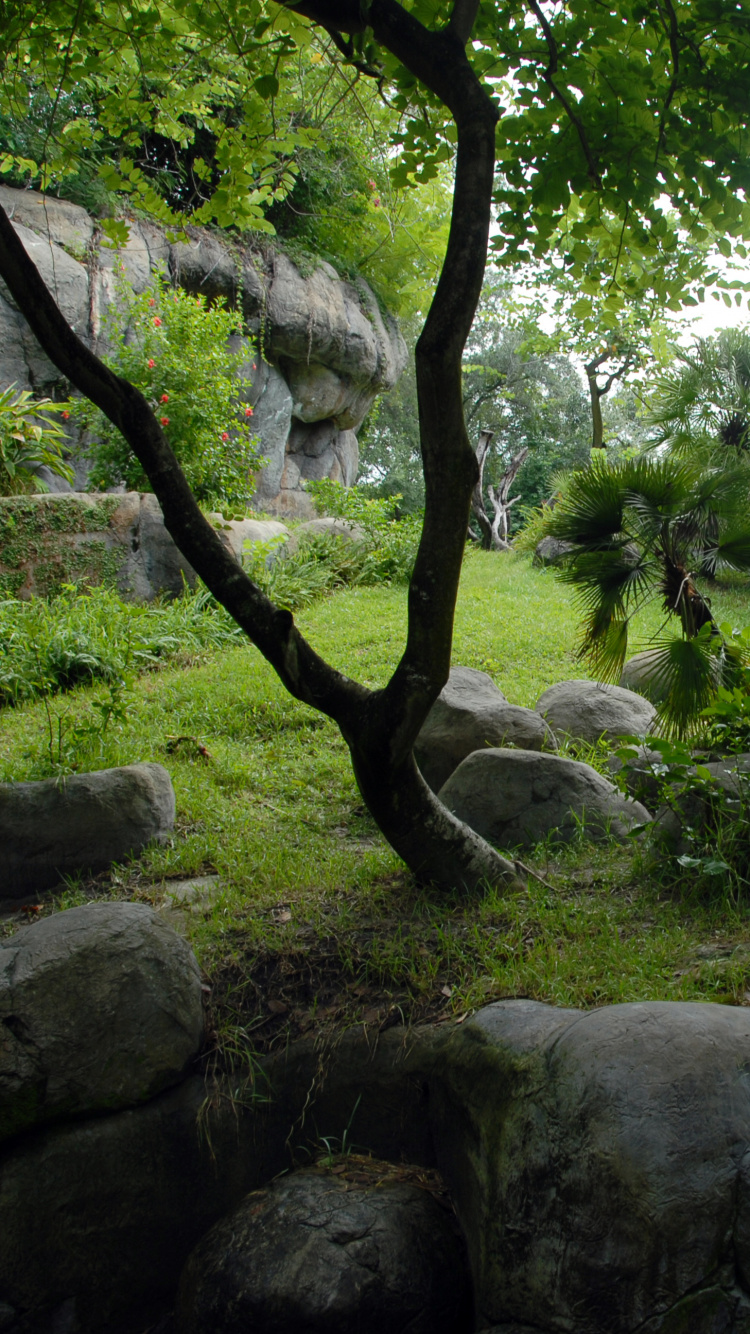 植被, 自然保护区, 森林, 考古遗址, 花园 壁纸 750x1334 允许