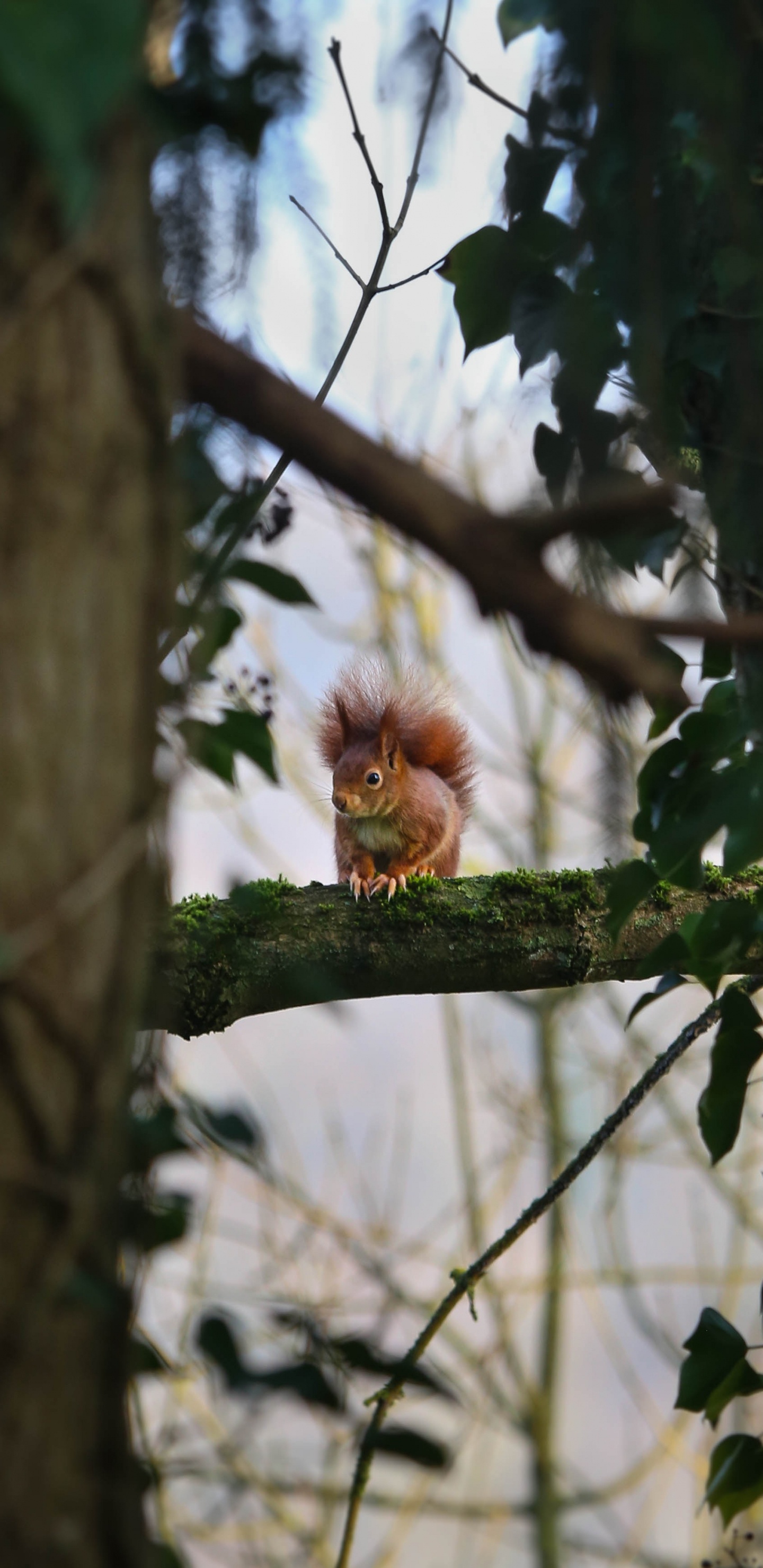 Singe Brun Sur Une Branche D'arbre Pendant la Journée. Wallpaper in 1440x2960 Resolution