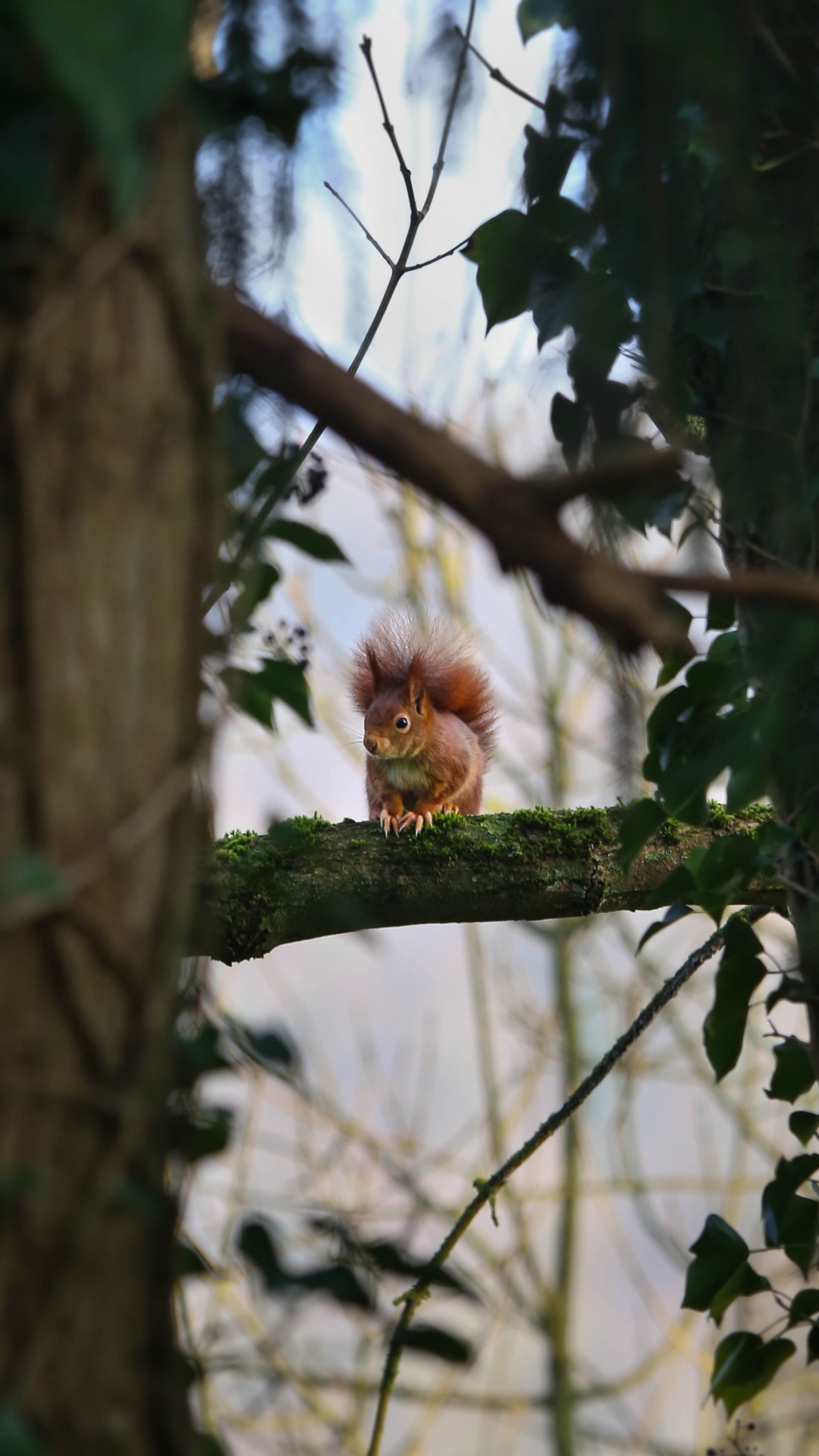 Mono Marrón en la Rama de un Árbol Durante el Día. Wallpaper in 1080x1920 Resolution