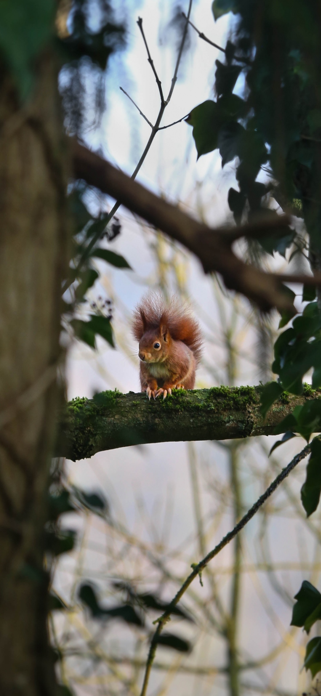 Mono Marrón en la Rama de un Árbol Durante el Día. Wallpaper in 1125x2436 Resolution