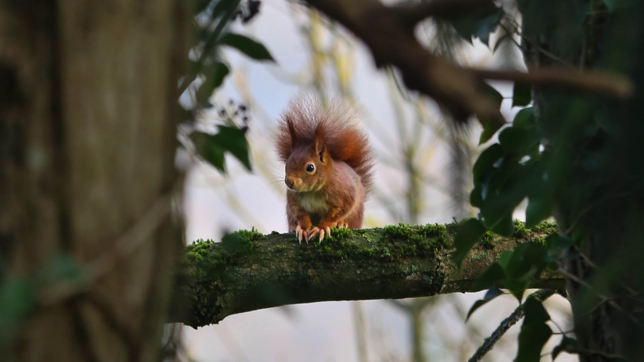 Mono Marrón en la Rama de un Árbol Durante el Día. Wallpaper in 1280x720 Resolution