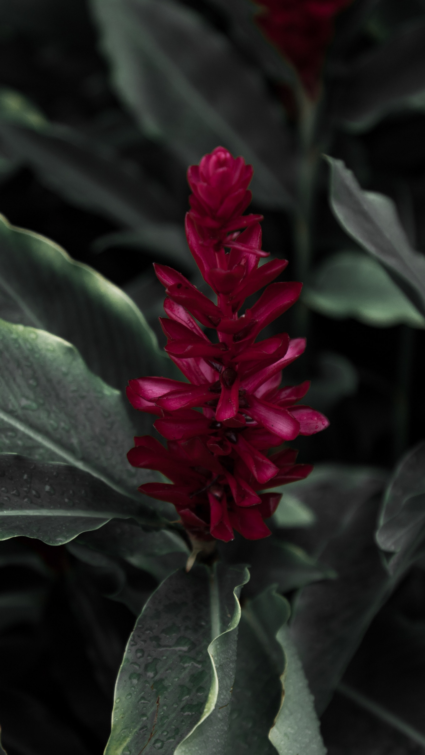 Fleur Rouge Dans Les Feuilles Vertes. Wallpaper in 1440x2560 Resolution
