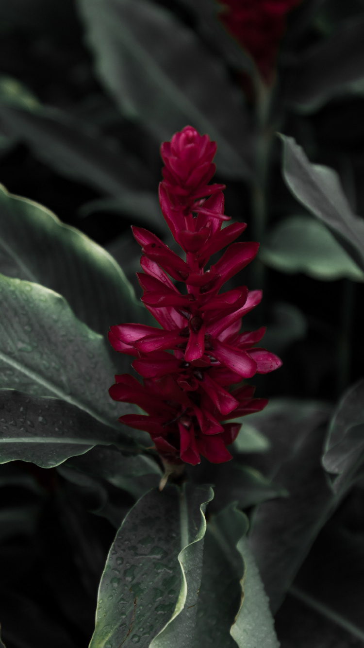Fleur Rouge Dans Les Feuilles Vertes. Wallpaper in 750x1334 Resolution