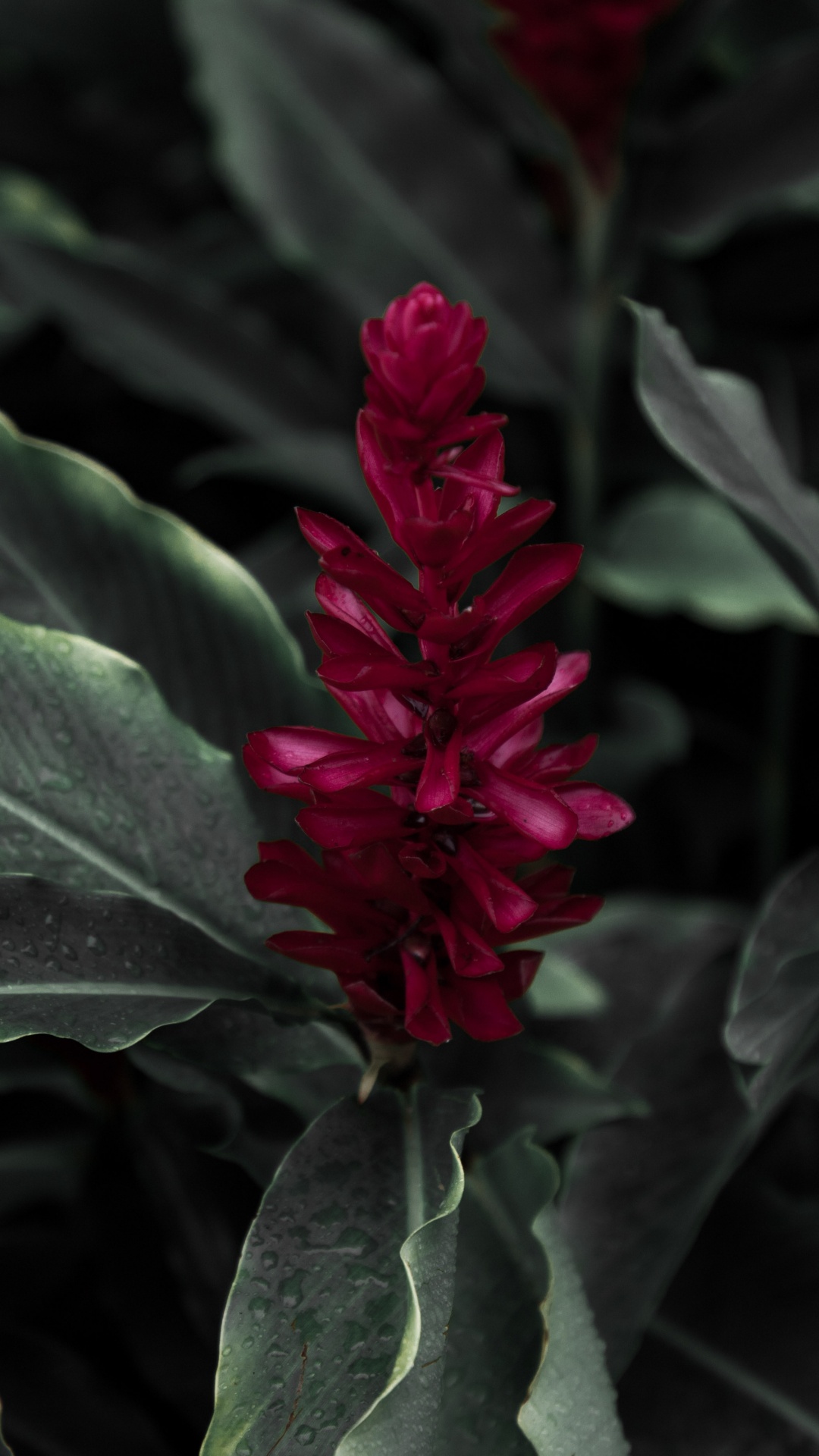 Flor Roja en Hojas Verdes. Wallpaper in 1080x1920 Resolution