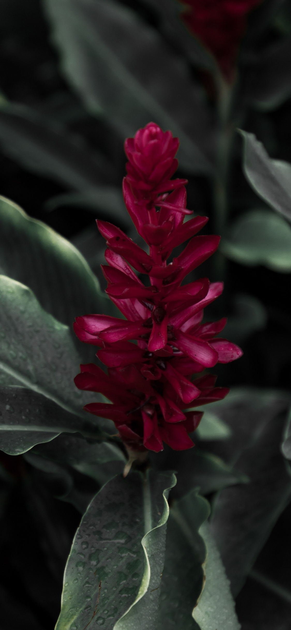 Red Flower in Green Leaves. Wallpaper in 1125x2436 Resolution