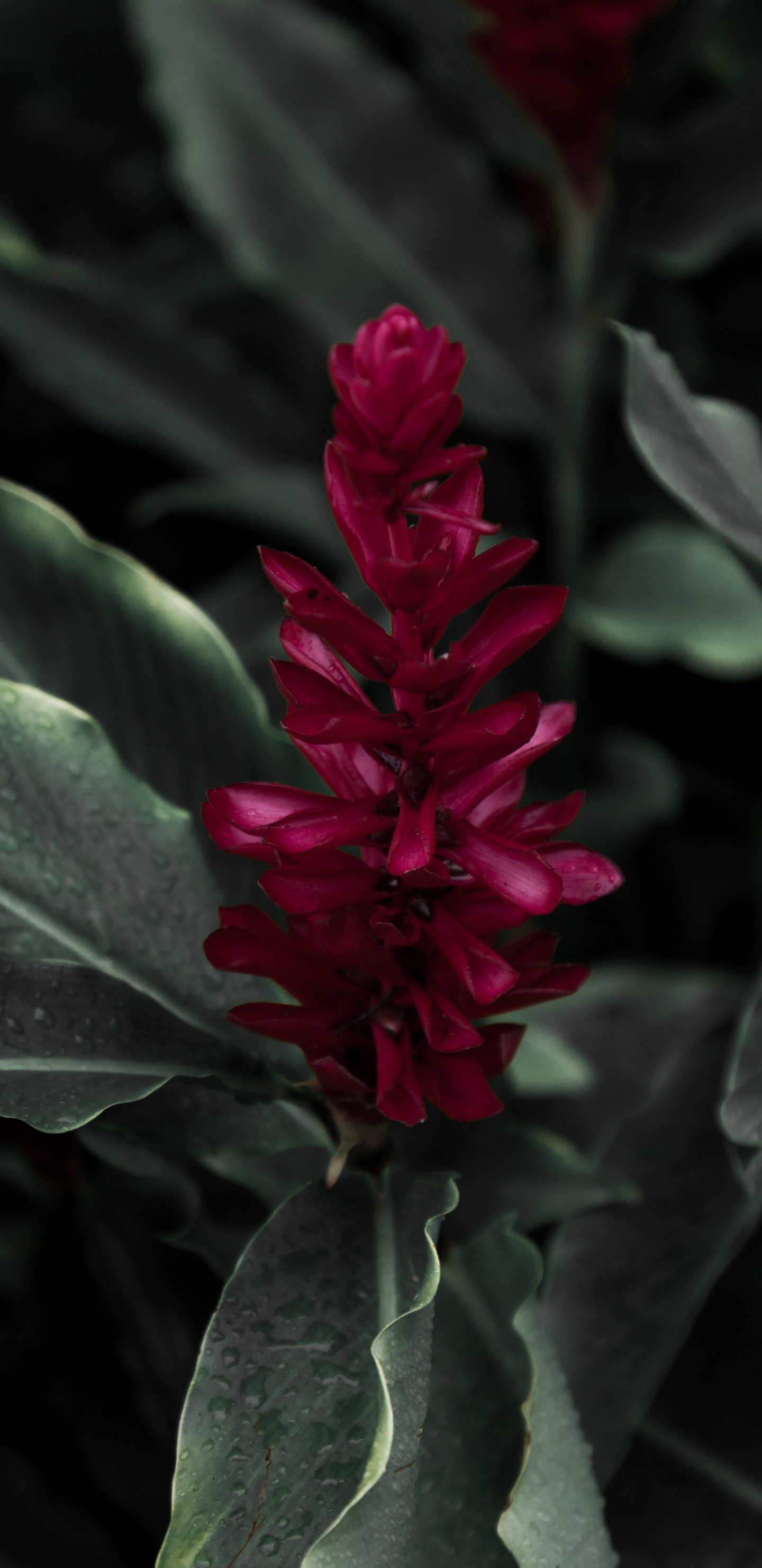 Red Flower in Green Leaves. Wallpaper in 1440x2960 Resolution