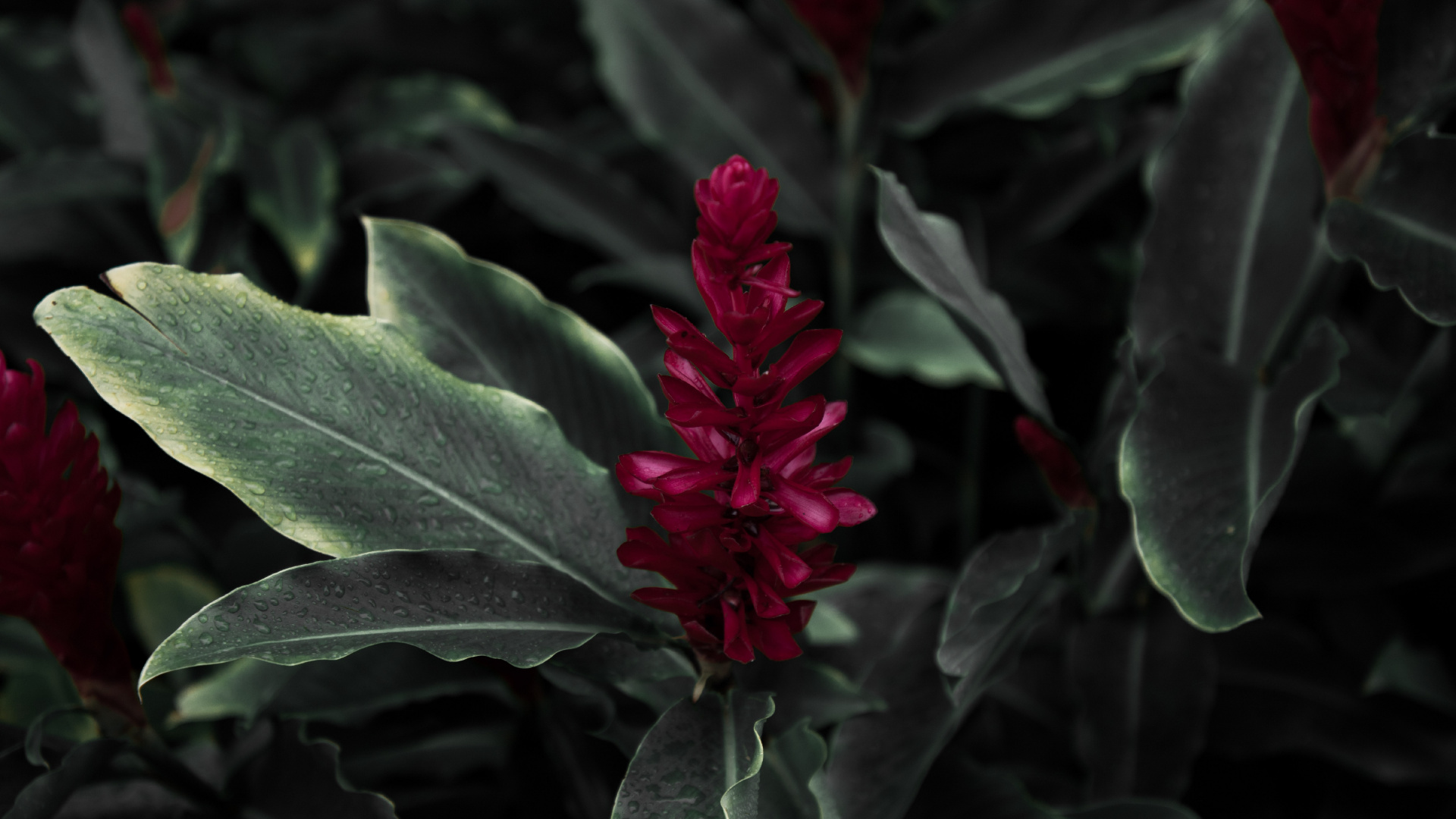 Red Flower in Green Leaves. Wallpaper in 1920x1080 Resolution