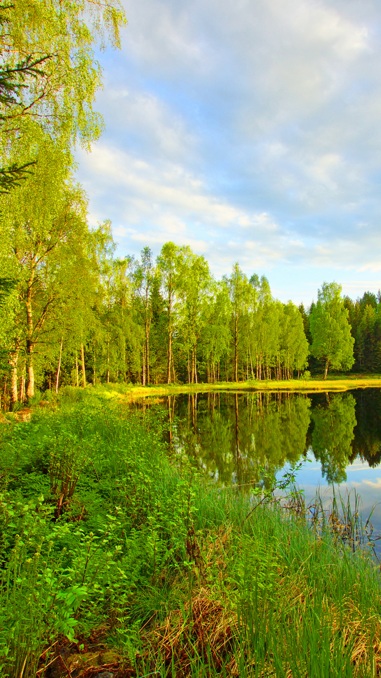 Arbres Verts à Côté de la Rivière Sous Ciel Bleu Pendant la Journée. Wallpaper in 750x1334 Resolution