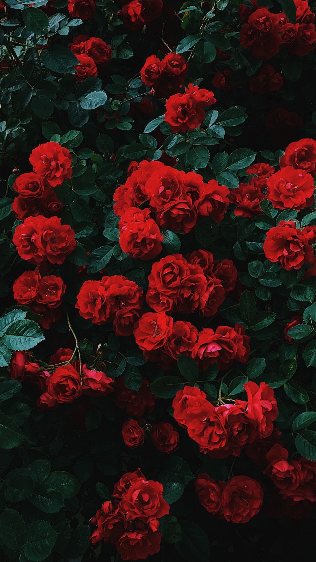 Red Flowers With Green Leaves. Wallpaper in 1080x1920 Resolution