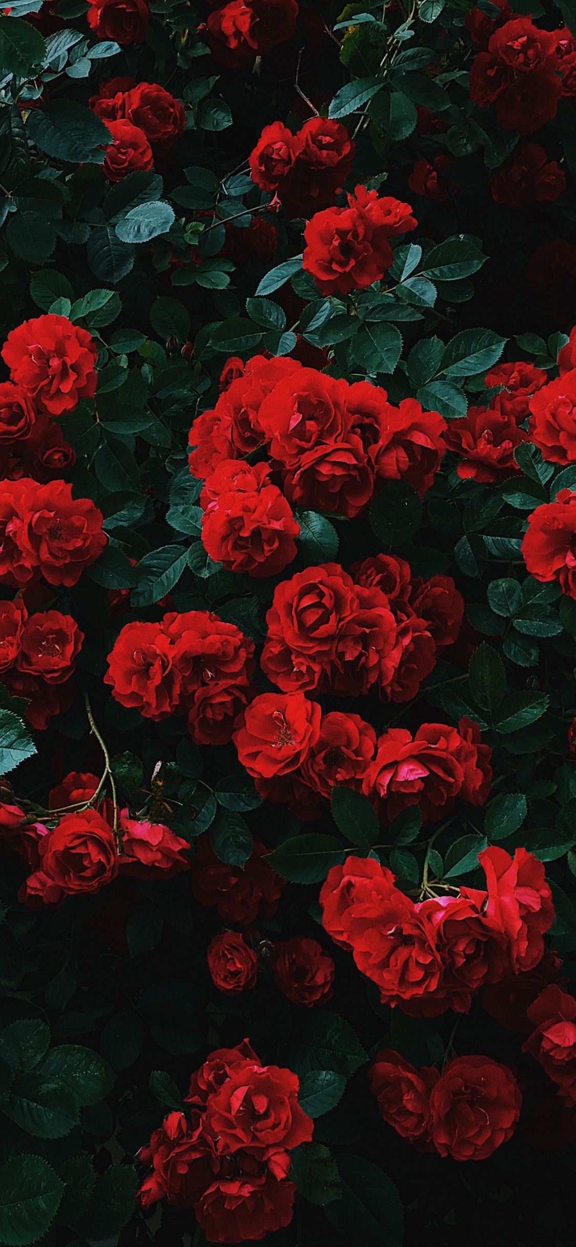 Red Flowers With Green Leaves. Wallpaper in 1125x2436 Resolution