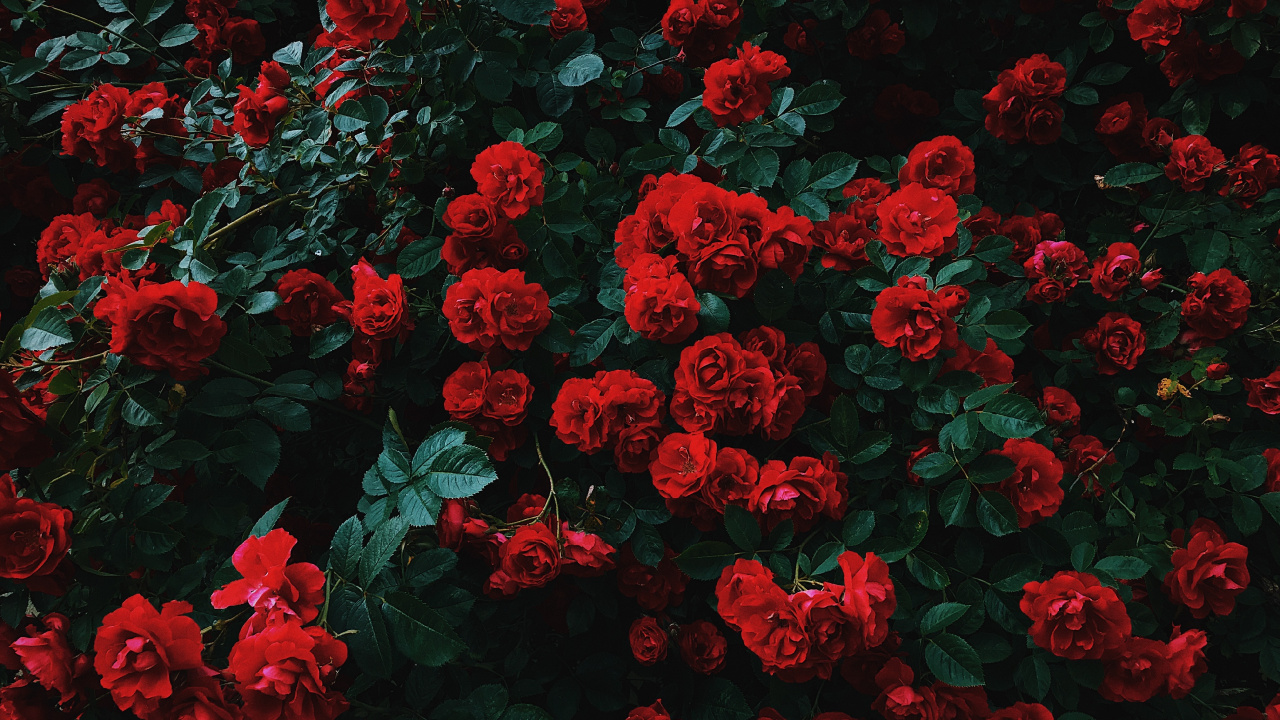 Red Flowers With Green Leaves. Wallpaper in 1280x720 Resolution