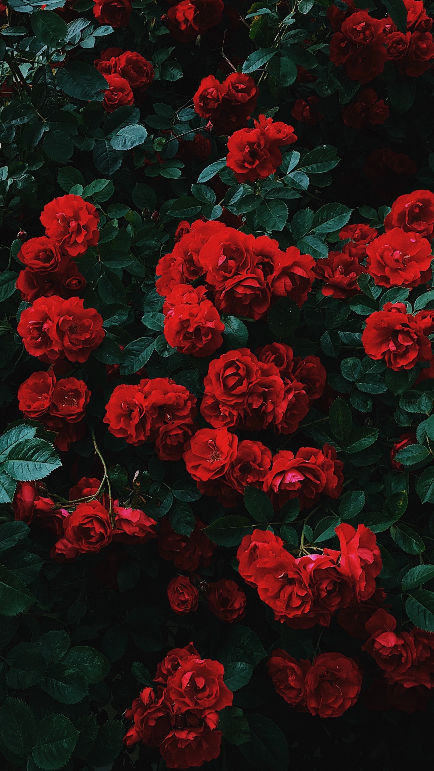 Red Flowers With Green Leaves. Wallpaper in 1440x2560 Resolution